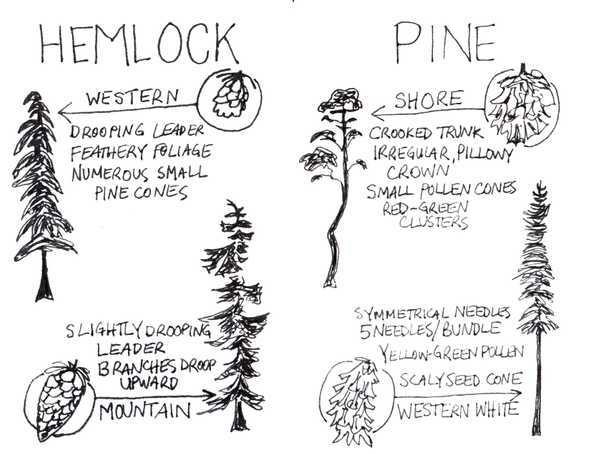 hemlock and pine trees