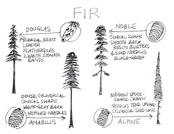 fir trees