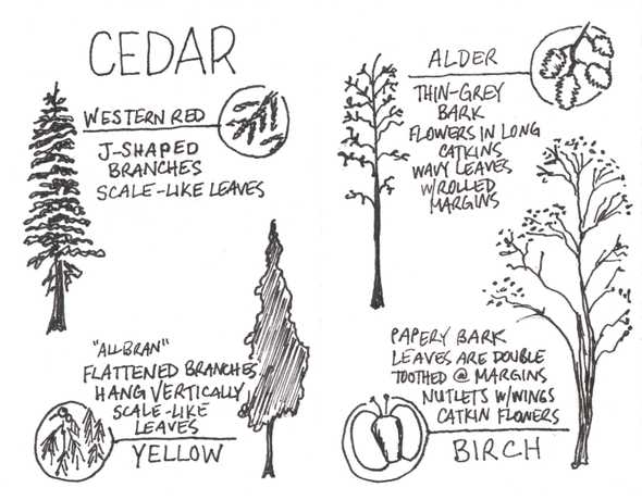 cedar, alder, and birch trees