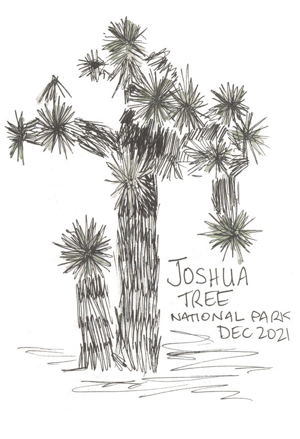 Joshua Tree is a type of agave plant